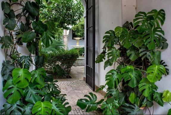 Apartamento En Un Dormitorio En Plaza Alfaro Séville Extérieur photo